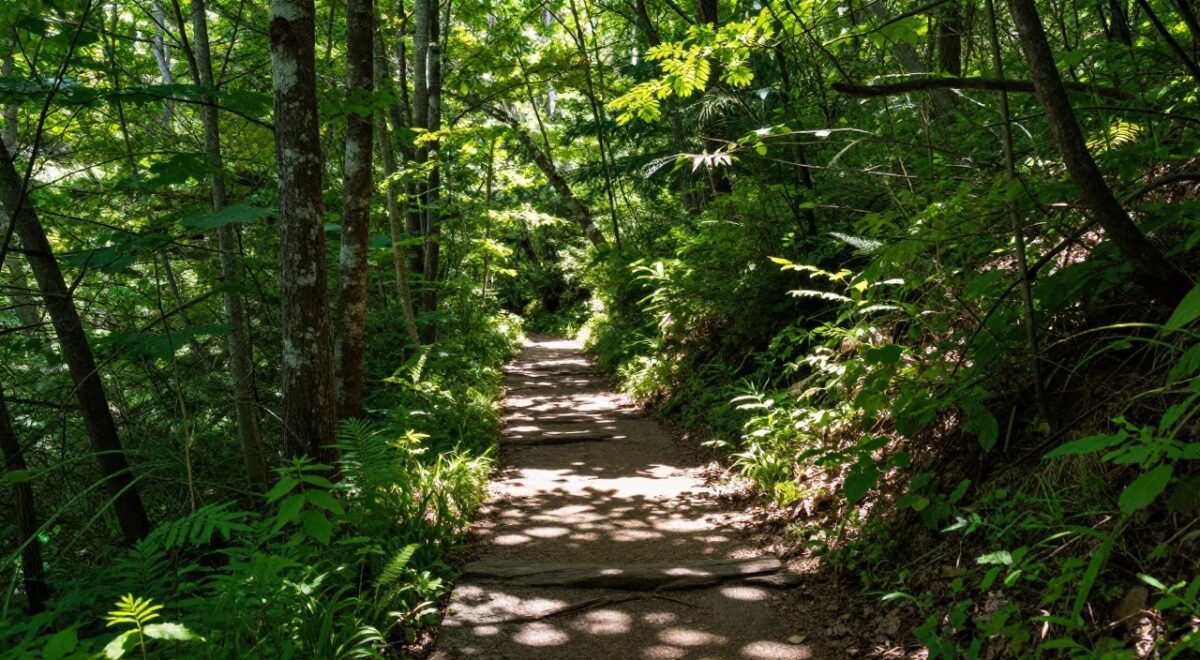 Hiking trail in Great Smoky Mountains National Park near Dancing Bear