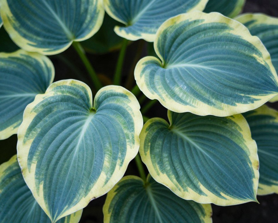 Hosta variety showing leaf detail